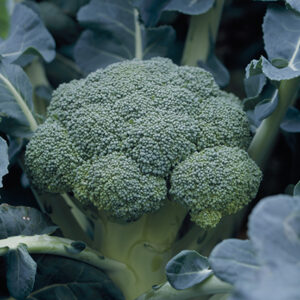 BROCOLI