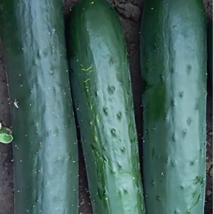 PEPINILLO HIBRIDO KARMEL F1