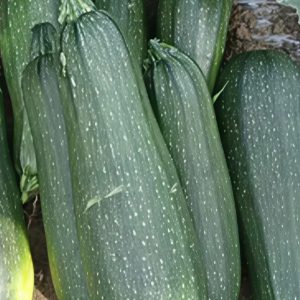 ZAPALLITO HIBRIDO ROSEED F1