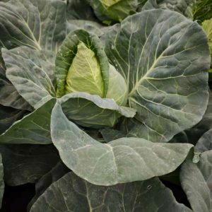 COL CORAZON HÍBRIDO F1