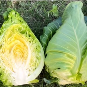 COL CORAZON HIBRIDO FILDERKRAUT F1