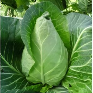 COL CORAZON HIBRIDO PICUDO