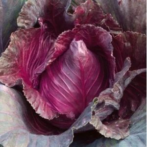 COL CORAZON HIBRIDO RED POINT F1