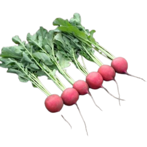 RABANITO HIBRIDO TRIVOLI F1